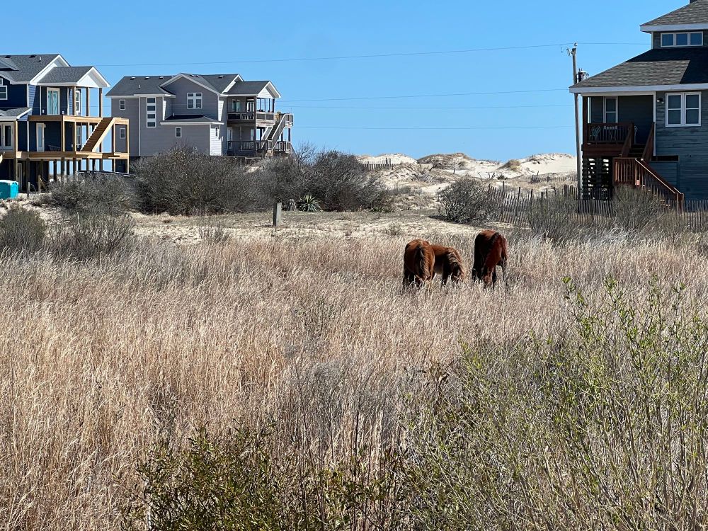 Three bay horses grazing in tall grasses