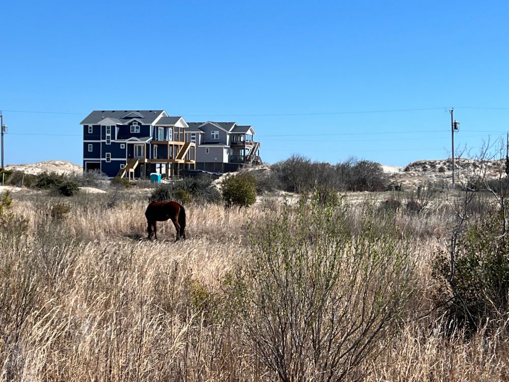 A bay horse grazes in a tall grass field with some houses in the distance
