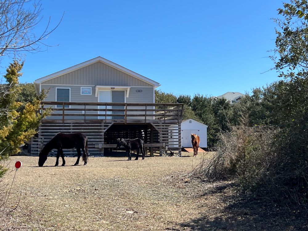 Two black horses and one chestnut horse stand outside a house