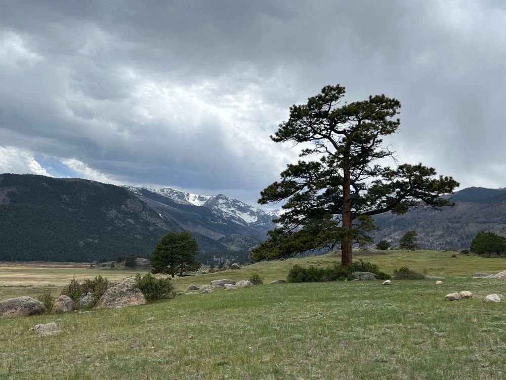 cloudy skies illuminated by sunlight with snowy mountains in the background and green grass slopes and a tree in the foreground