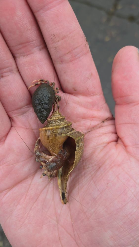 Unique hermit crab next to the usual conspecific showing how much larger it is.