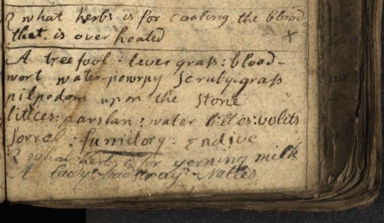A handwritten page from a notebook showing herbs for cooling the blood. These include sorrel and endives