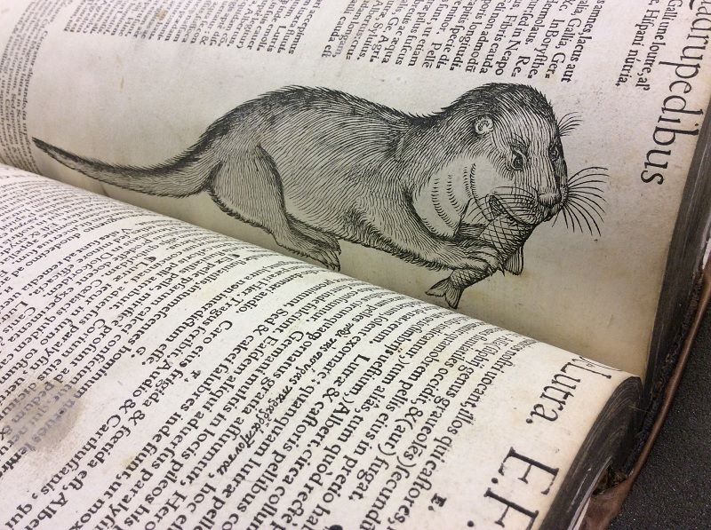 An open book showing an illustration of an otter eating a fish