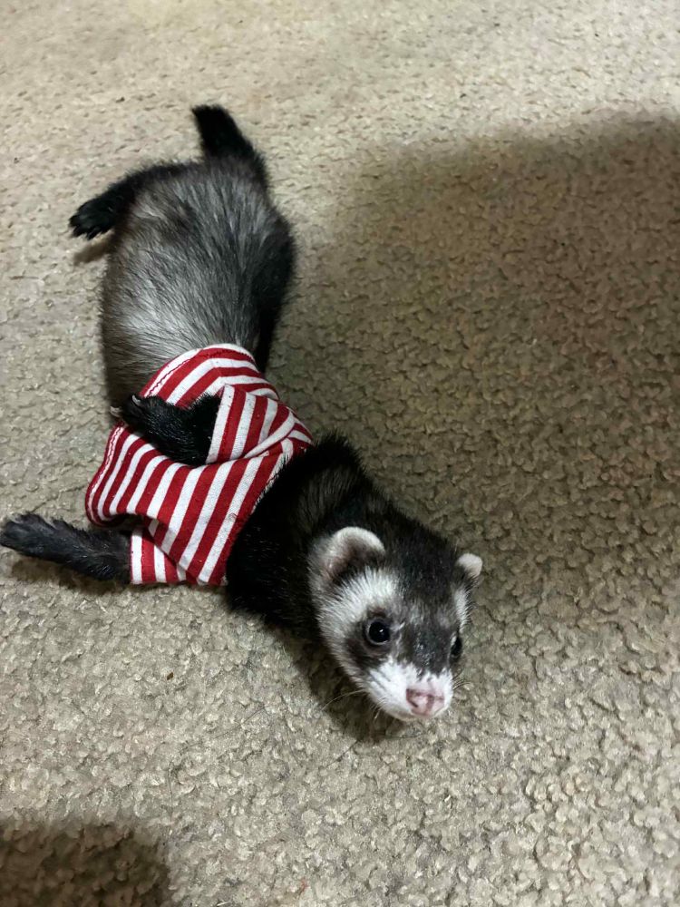An adorable ferret in the “trash panda” colorway, wearing a short red-and-white striped shirt.