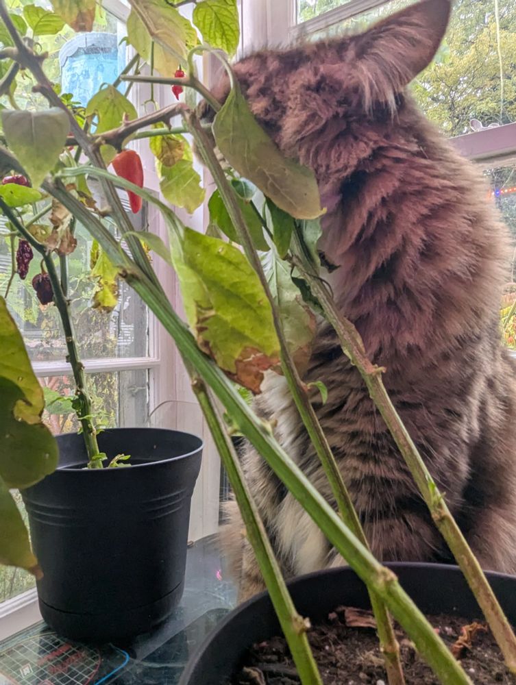 Biggs the cat snuggling against a scorpion pepper plant. 