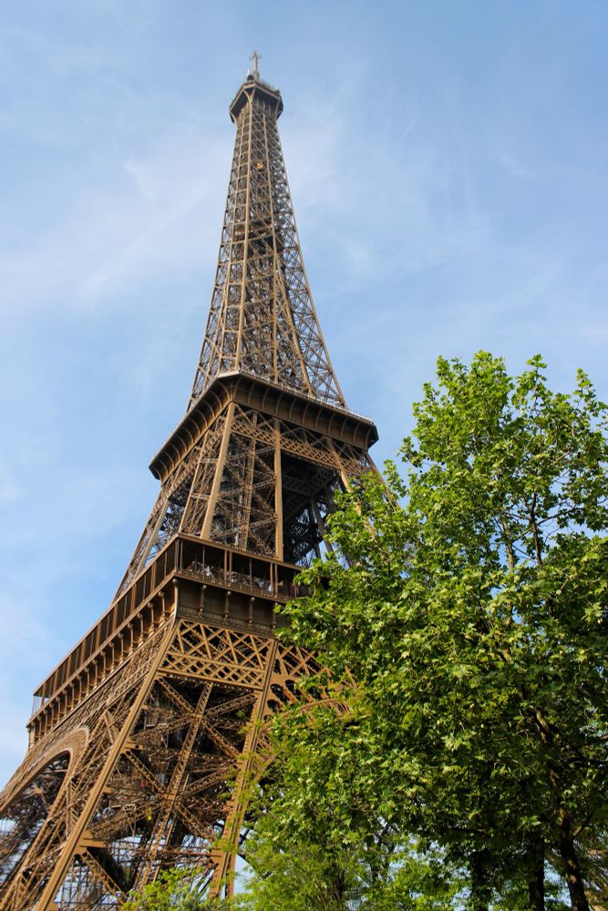 Tour Eiffel dietro ad una pianta