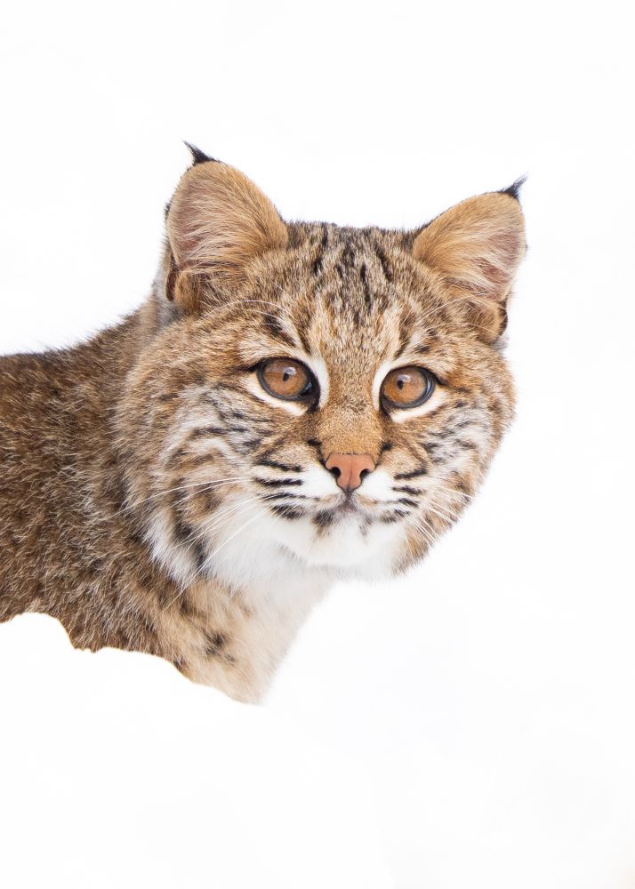 Young bobcat in snow
