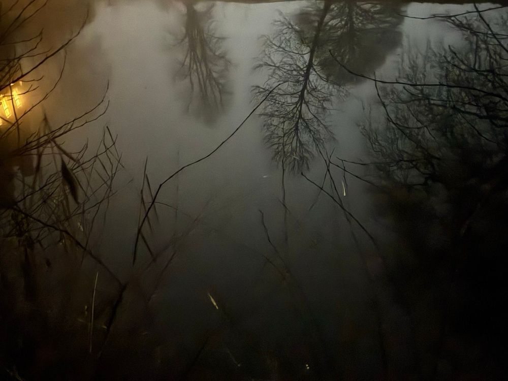A photo of a reflection of trees on dark murky water thane through tree branches so it's almost impossible to tel what is reflected and what is not. 