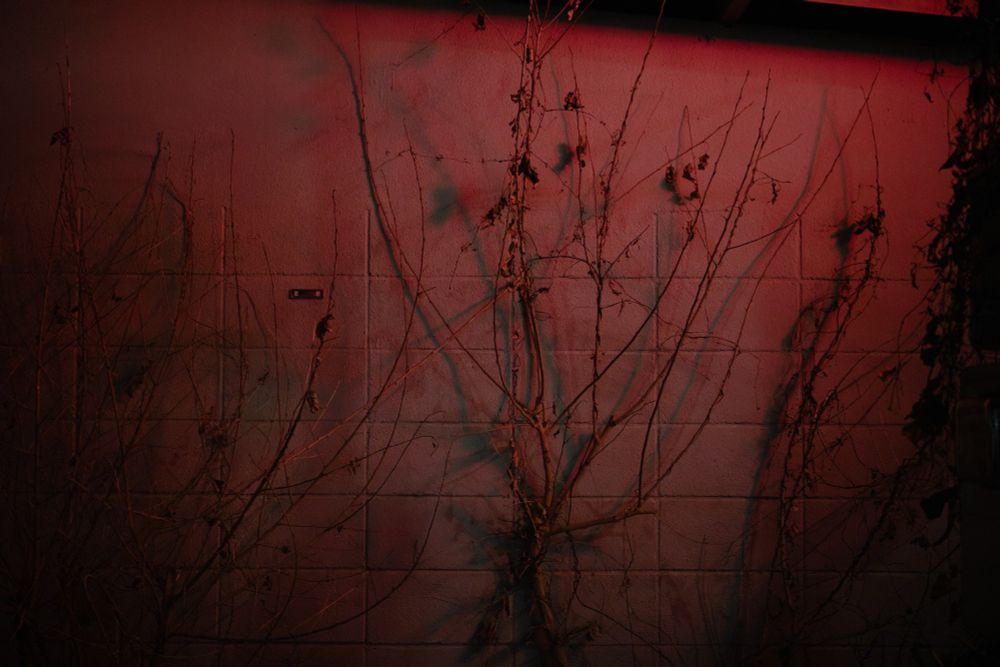 A photo taken at night of thin skeletal shrubs against a white cinderblock wall, casting close confusing shadows. The photo is lit entirely with the red taillights from a passing car. 
