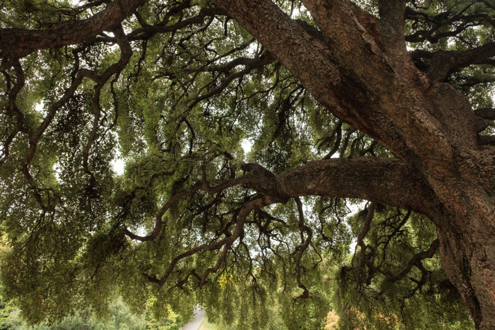 Photo taken underneath the canopy of a +150 year old Cork Oak tree in the Royal Tasmanian Botanical Gardens. The long twisting branches and leaves create a filigree pattern against the sky.