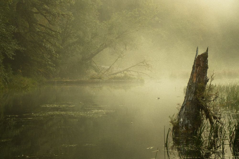 Misty fog over a small pond in Hoh Rainforest, Olympic National Park. In the foreground a tree stump sticks up out of flat calm waters. Trees, snags, and blowdowns can barely be seen in the background through the fog.