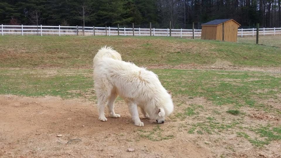 Large white dog sniffing the ground.
