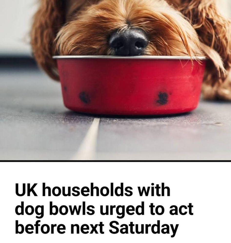 Reach plc clickbait: UK households with dog bowls urged to act before next Saturday
