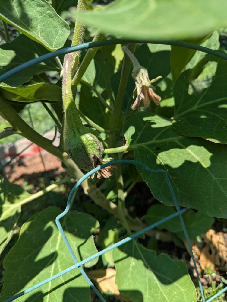Small eggplant fruit growing on eggplant 