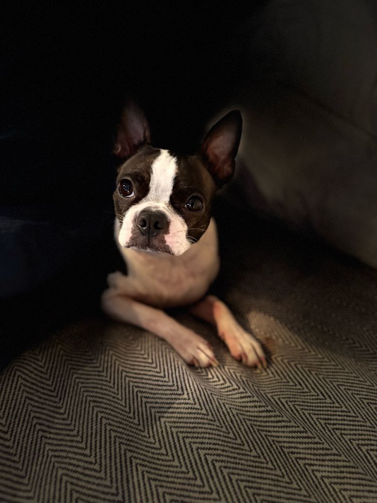 Small Boston terrier with halo effect 