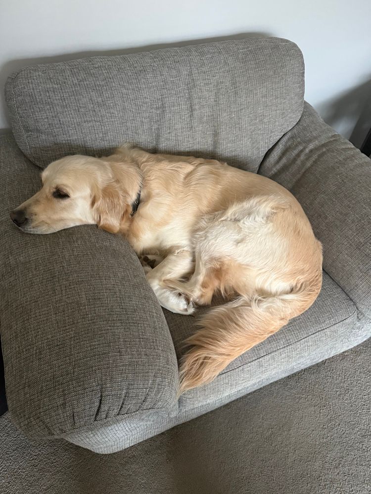 35kgs of Golden Retriever boy relaxing in a chair