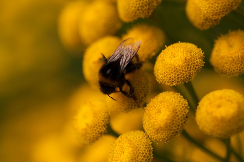 Bumbling Yellow - Macro photography of a Bumble Bee on bright yellow small flowers on the right, with a bokeh blurring of the blooms on the left.