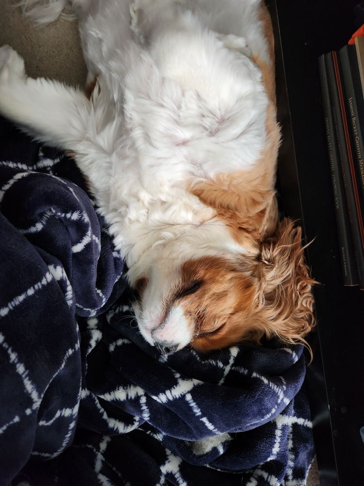 Kenobi - cute Cavalier King Charles puppy - snoozing on a fleece blanket, almost rotated onto his back.