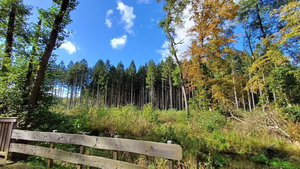 Foto von Bäumen im Wald.