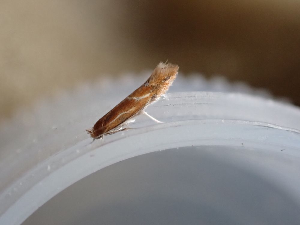 Phyllonirycter corylifoliella