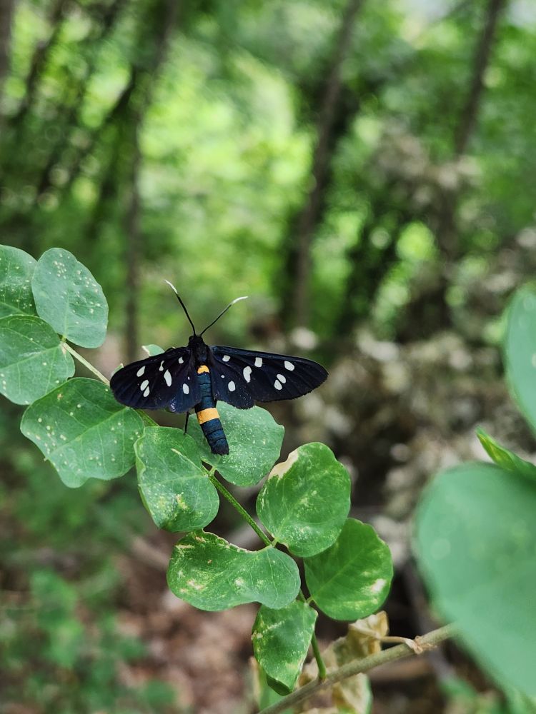 Nine-spotted Moth, South Tyrol, Italy