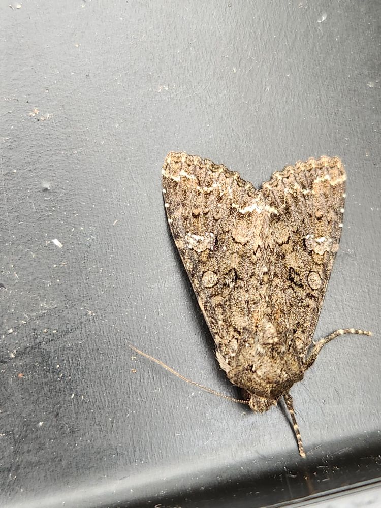 Cabbage Moth