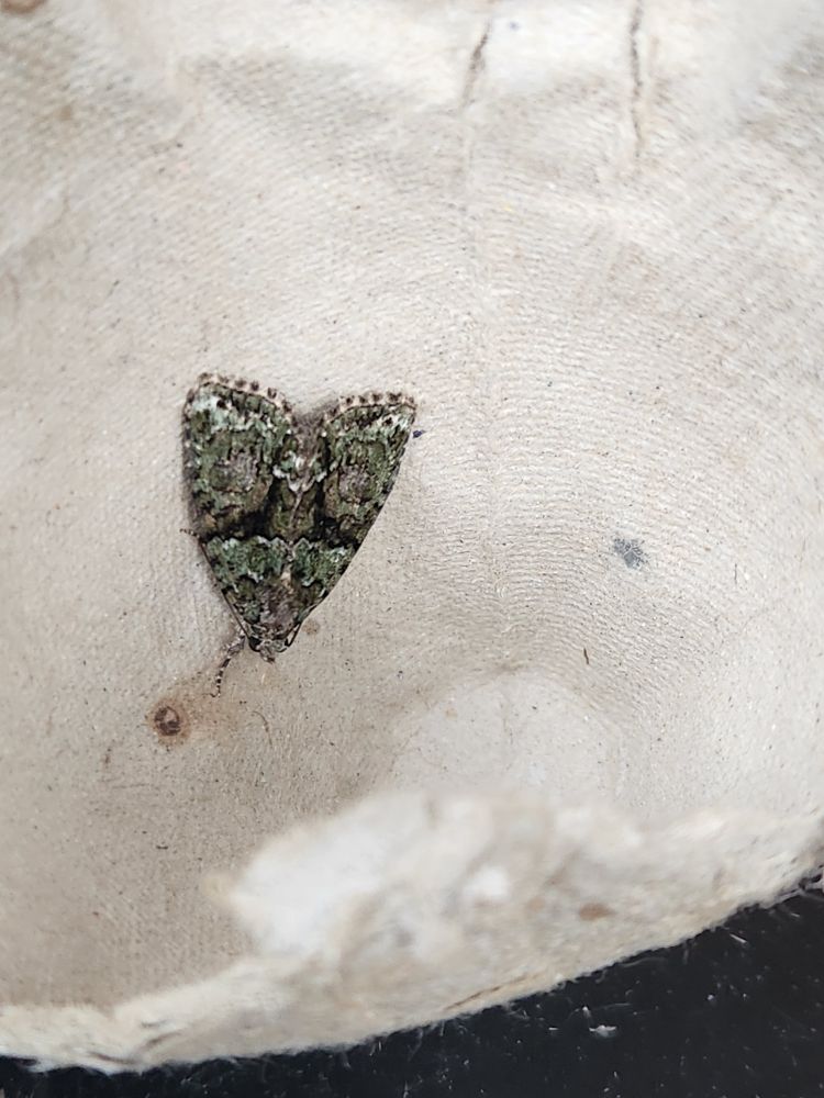 Tree-lichen Beauty