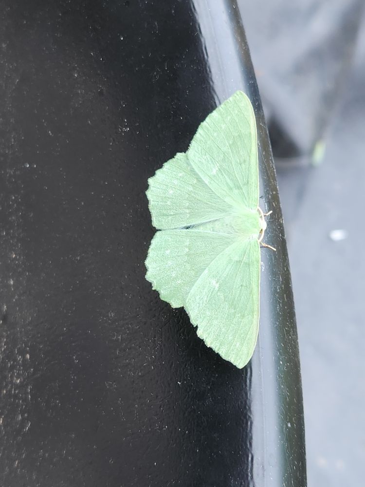Large Emerald 