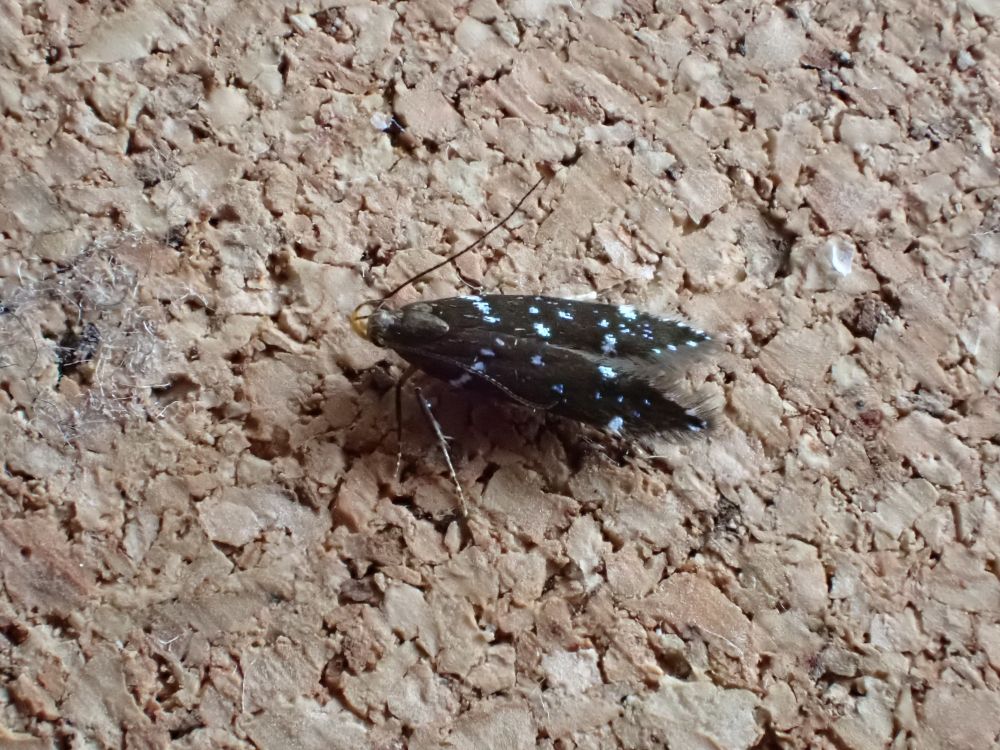 Argolamprotes micella