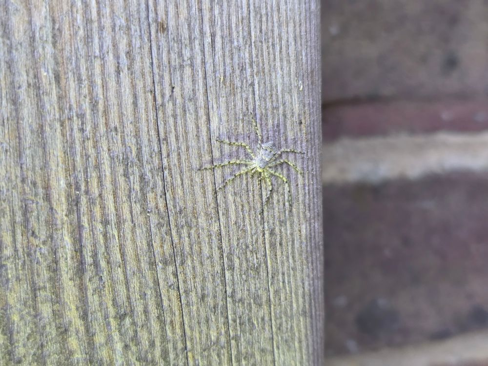 ?Philodromus margaritatus - views welcome 