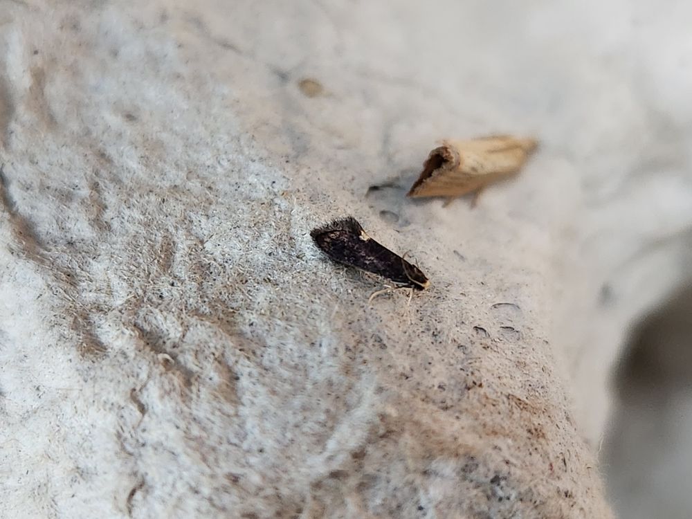Psychoides filicivora