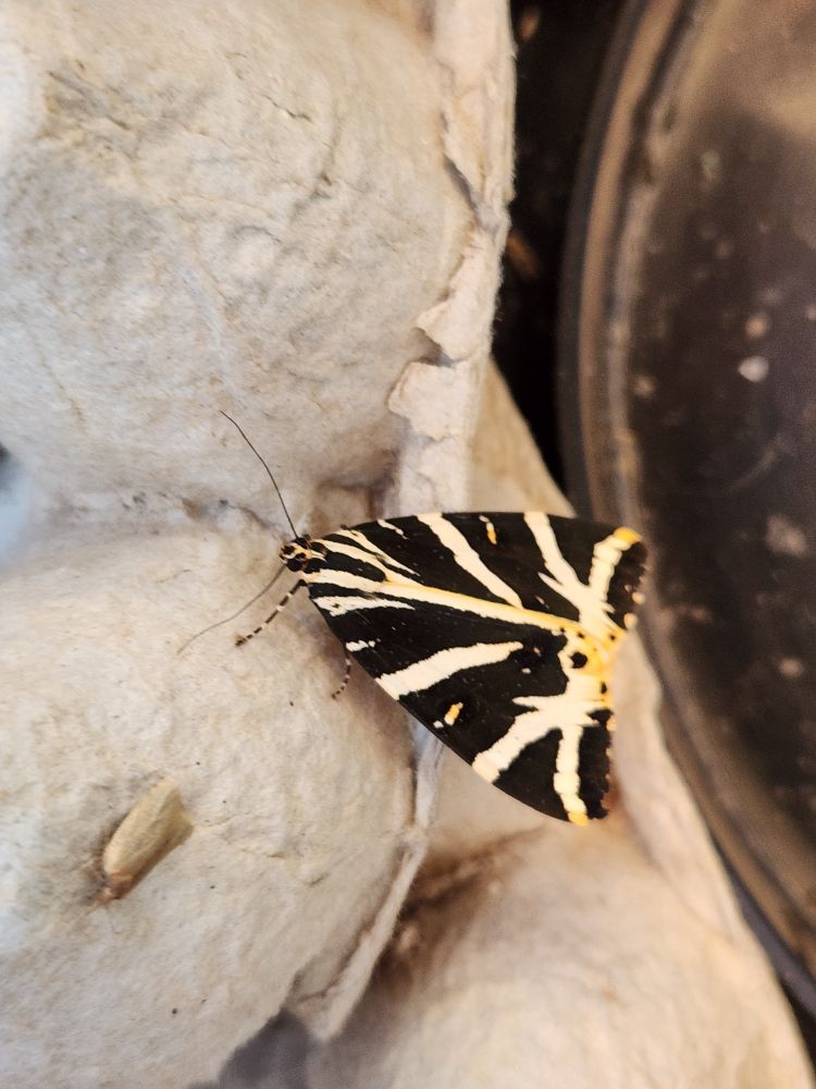 Jersey Tiger 