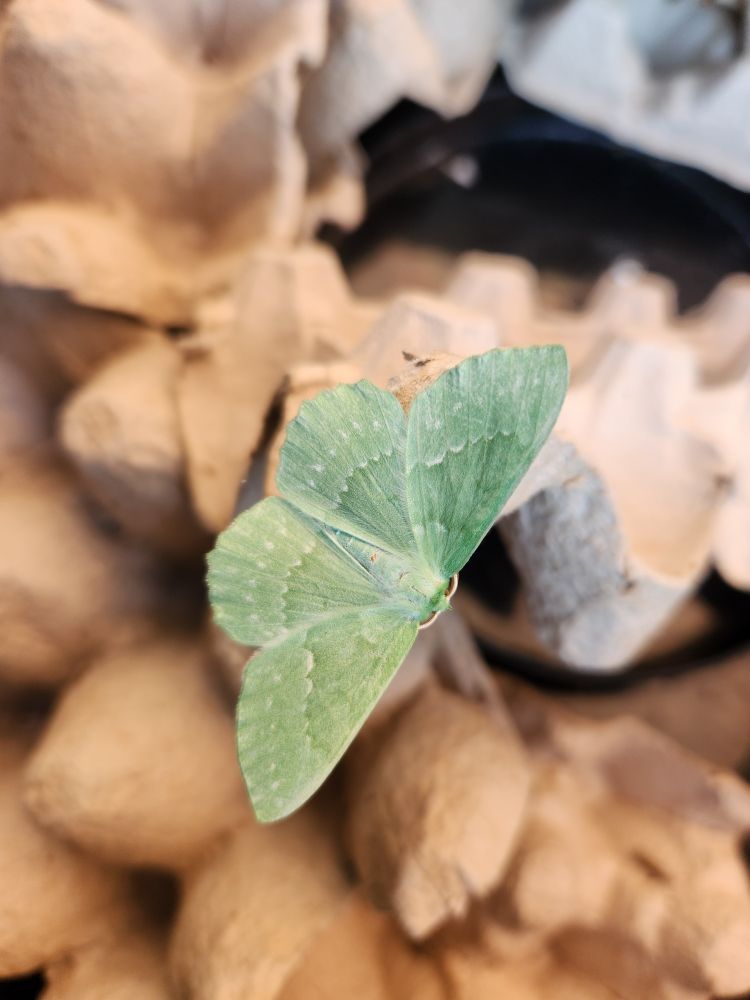 Large Emerald 
