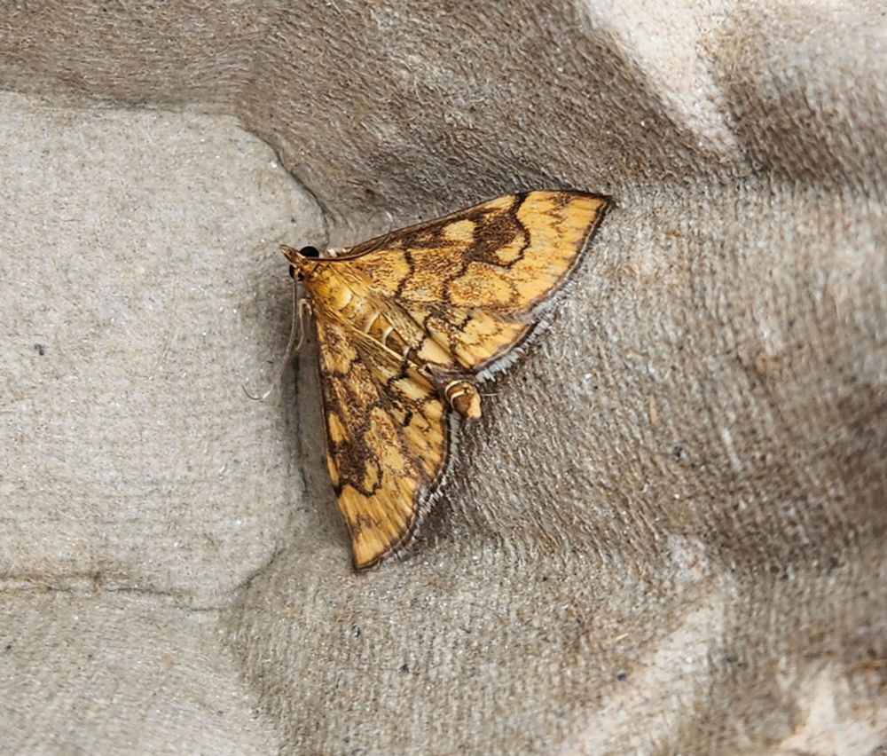 Anania verbascalis 