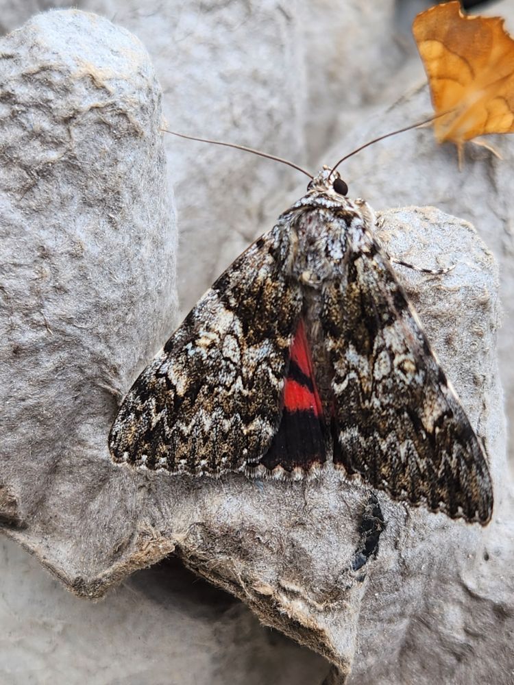 Light Crimson Underwing 