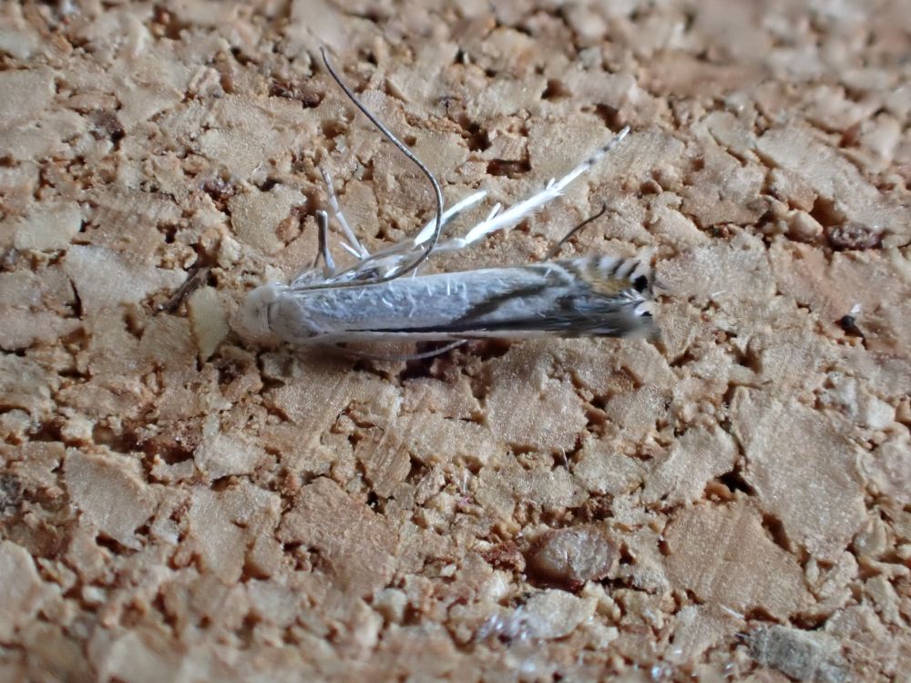 Lyonetia prunifoliella