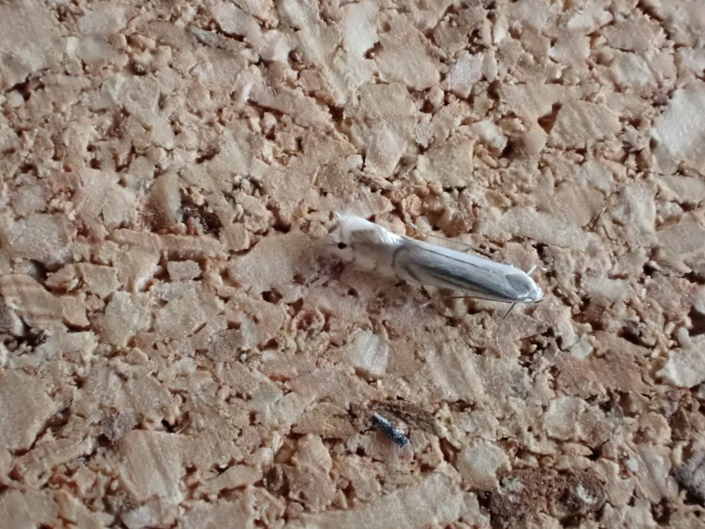 Phyllocnistis, likely saligna