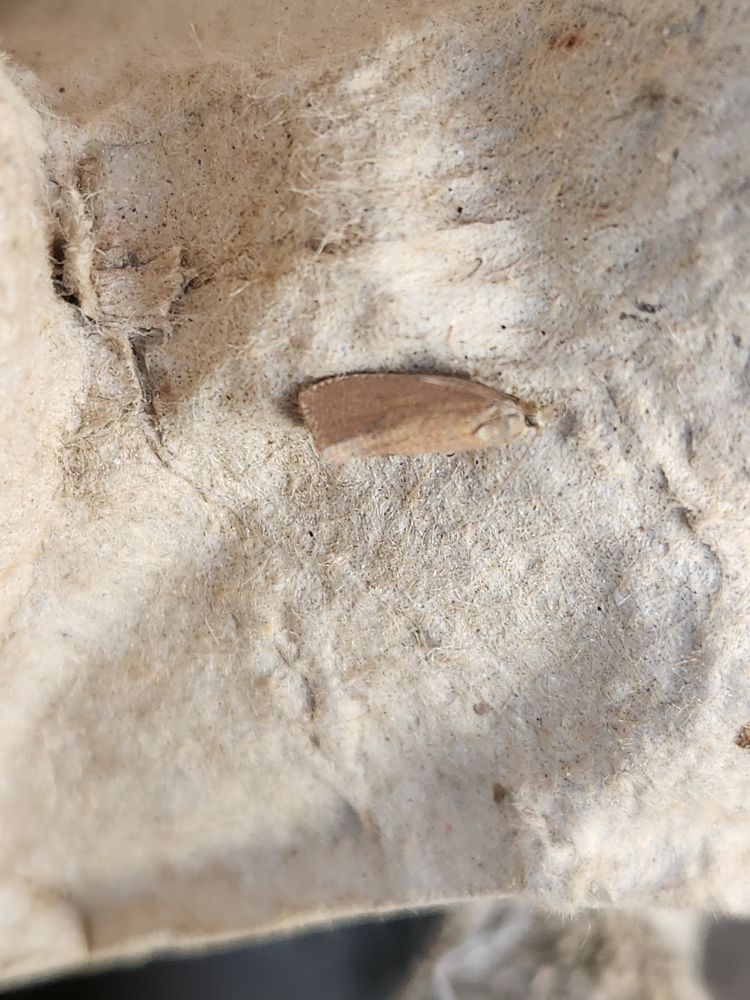 Celypha rosaceana (?) 