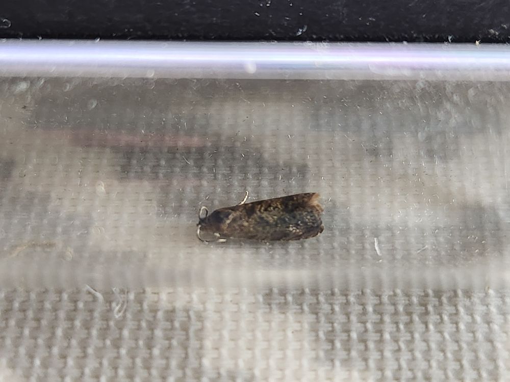 Grapholita lobarzewskii