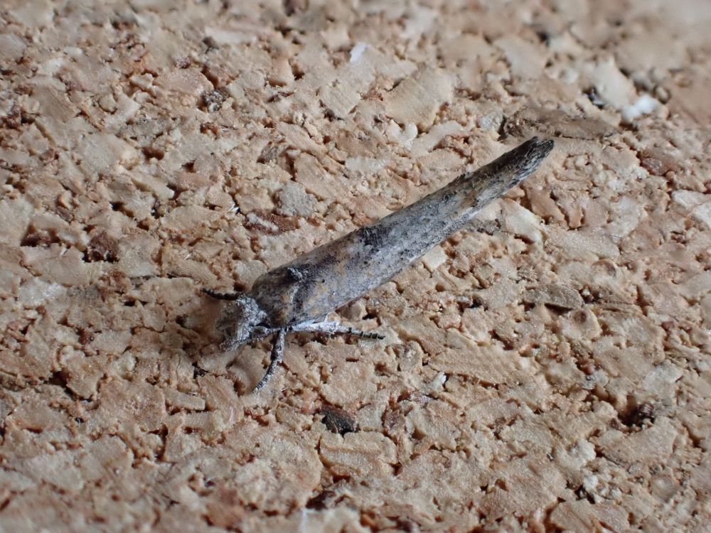 Zelleria oleastrella