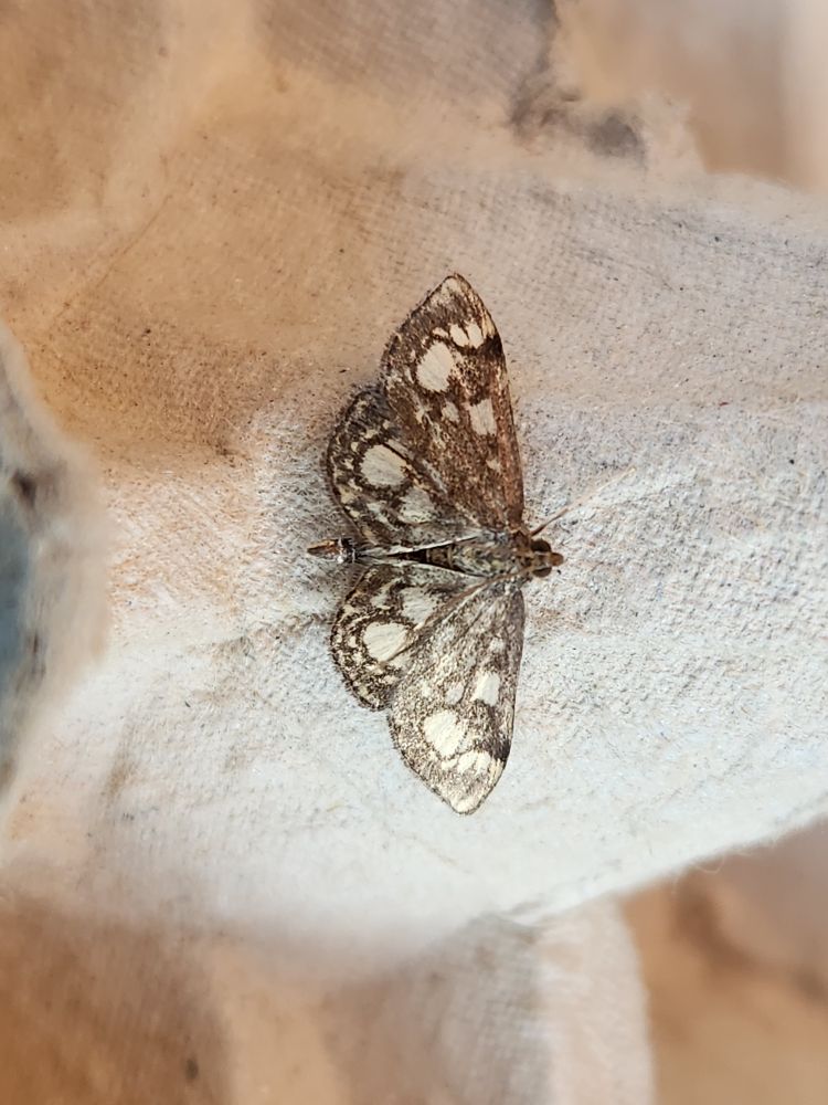 Anania coronata 