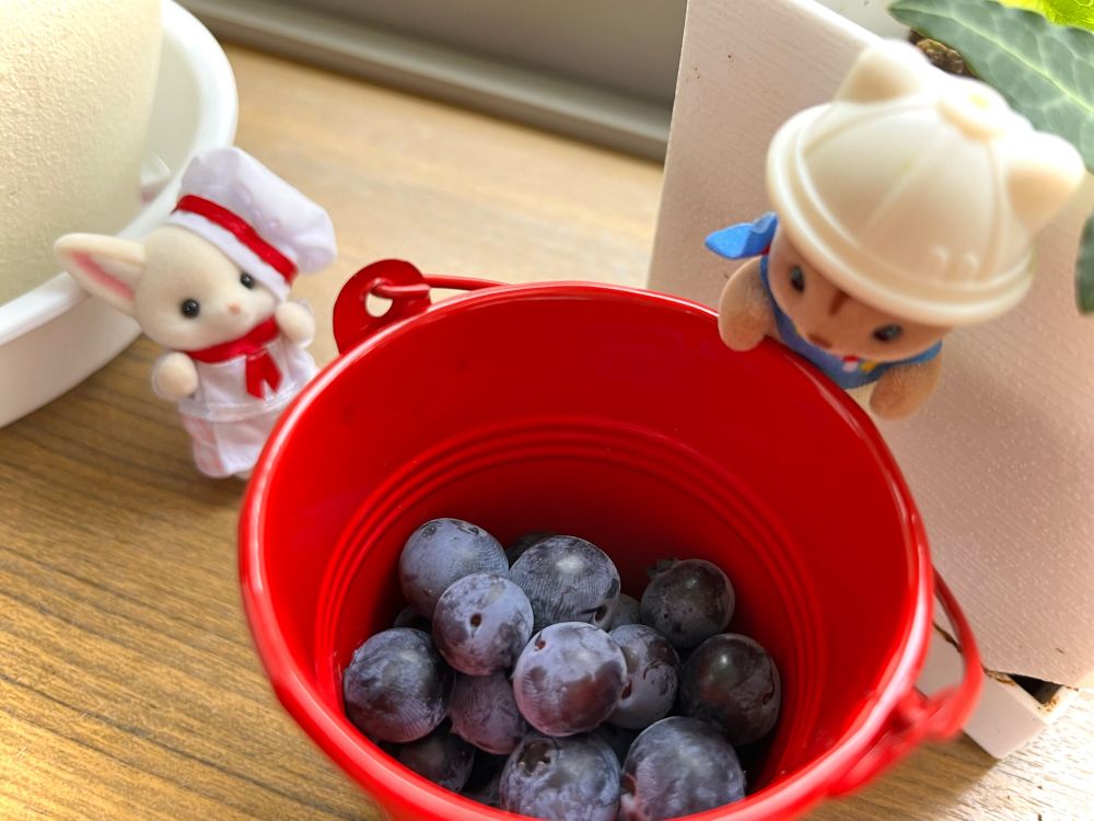 赤いミニバケツに入った採りたてブルーベリーとそれを覗き込むシルバニアシマリスの赤ちゃん