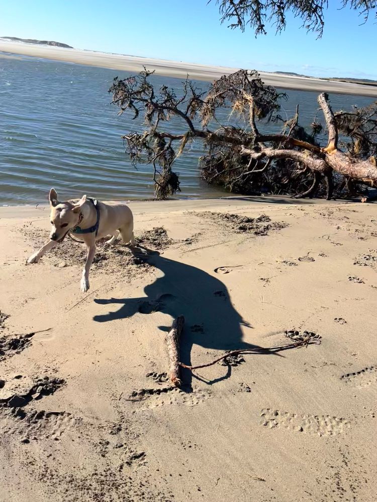 A dog, exuberant, jumps on the beach. She is casting a large shadow  in the sand. A large tree that has fallen and extends into the water is behind her. 
