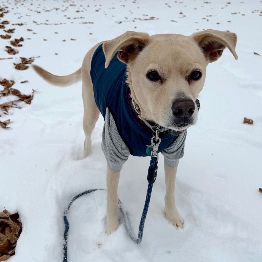 A dog stands in the snow. She is wearing a blue vest over a grey thermal. 