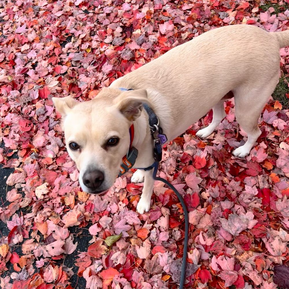 A dog looks up from a sidewalk covered in fallen leaves of various shades of red