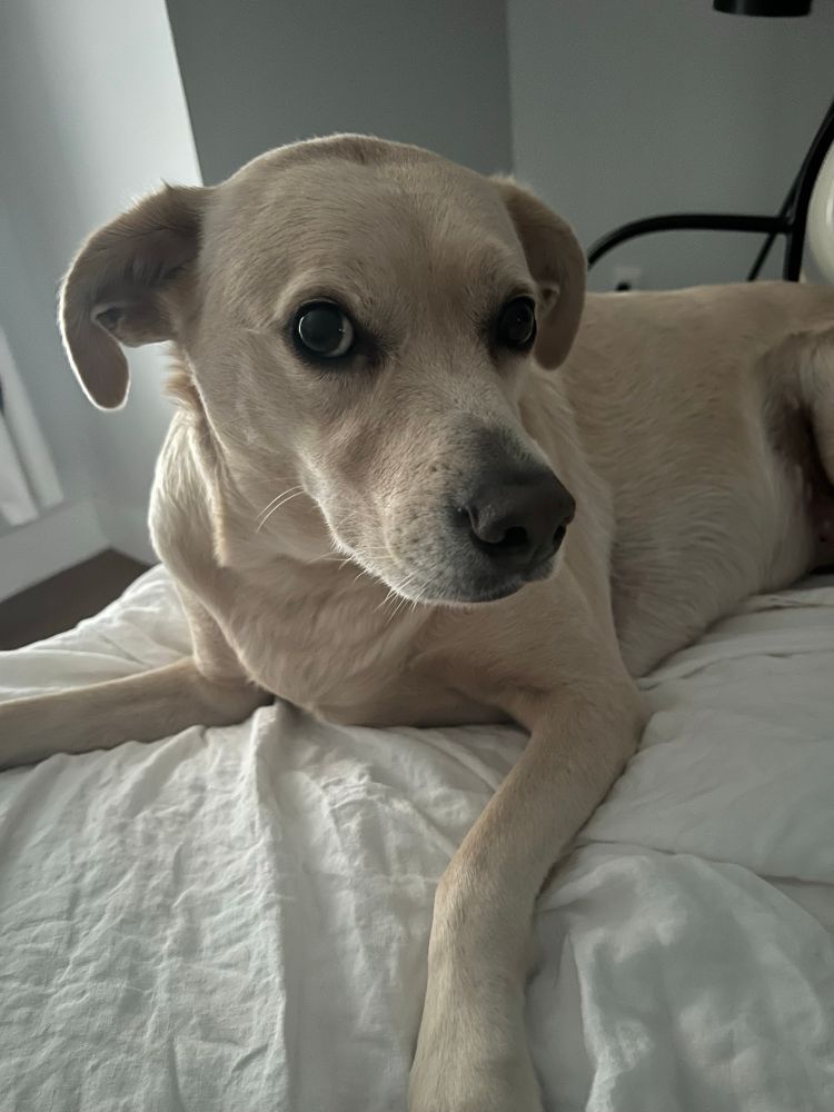 A dog sits on a bed