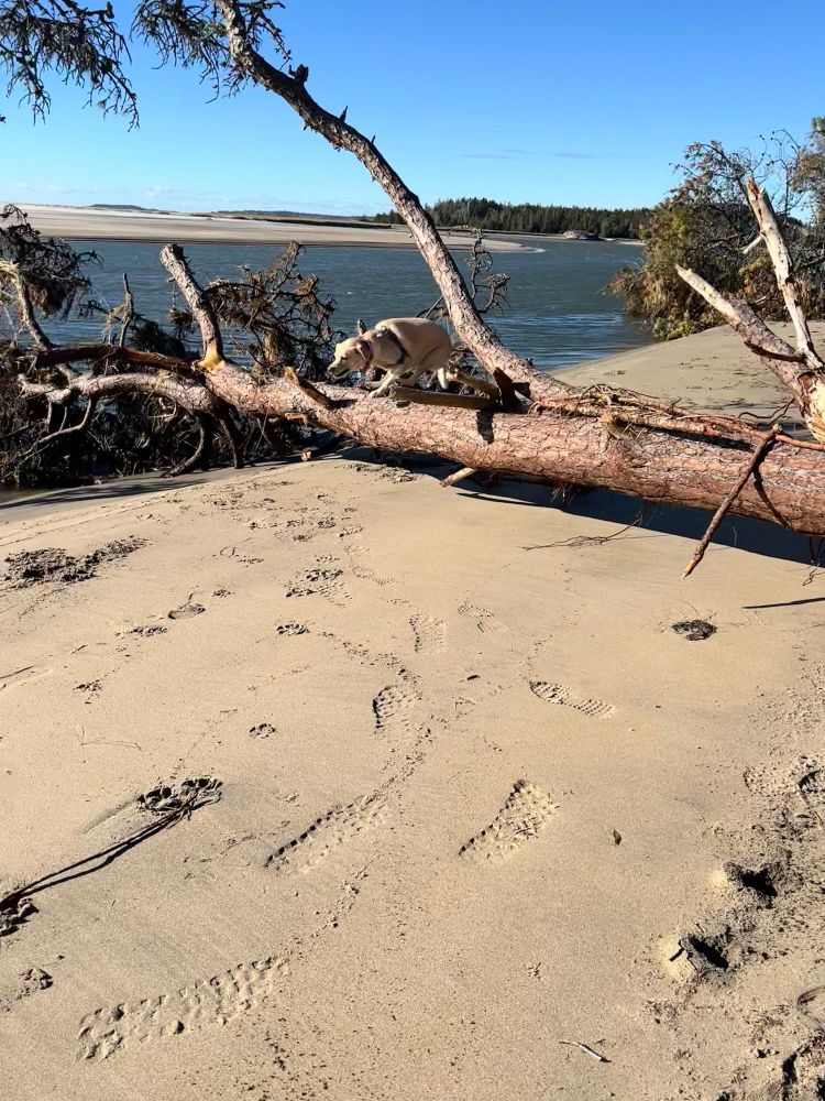 A dog is on the beach. She is jumping over a fallen tree. Her body is directly above the tree. 