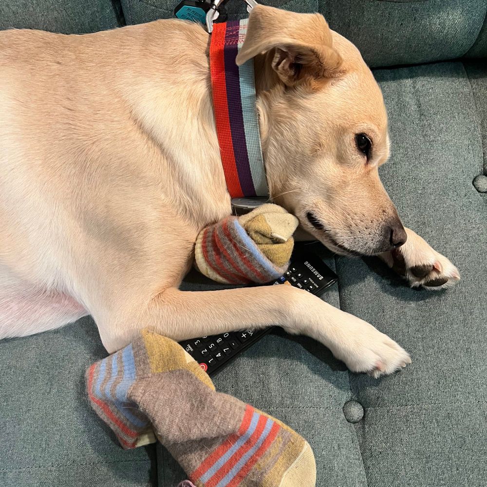 A dog lies on a teal loveseat. She has the tv remote under one paw. Also near her are two socks. She is wearing a striped collar. 