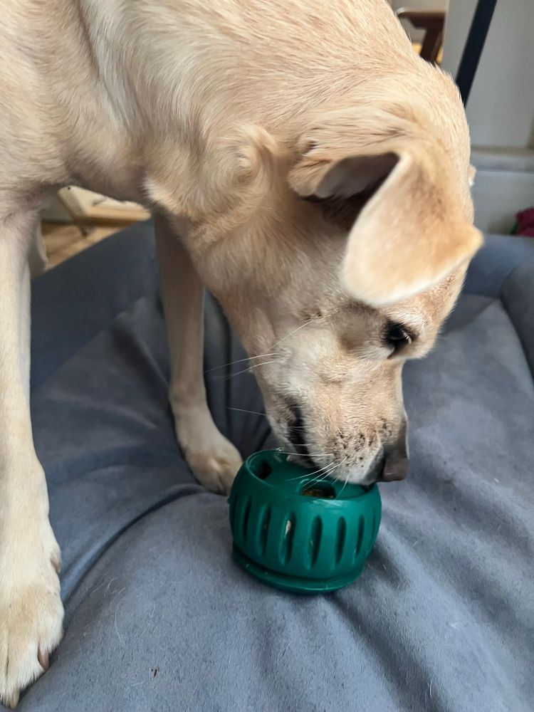 A dog stands over a green puzzle toy ball which is on her blue bed. The dog is licking the toy which has a treat inside available to her through small openings in the toy. 