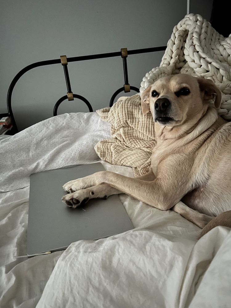 A dog at the foot of her bed. Her front paws are crossed over a laptop. 